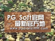 种植基地八(图1)